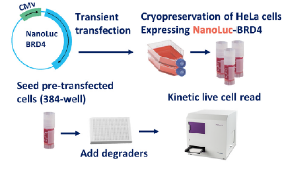 High Throughput Live-Cell Degrader Screening