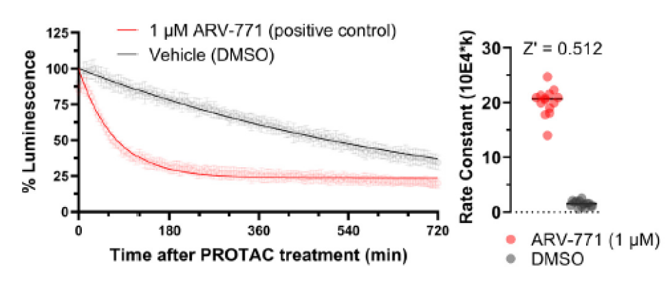 High Throughput Live-Cell Degrader Screening